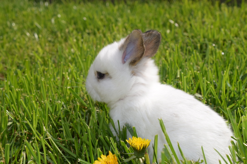 5K, vertebrate, easter pictures, farm, hare baby, long eared, may day, flowering plant, climate protection, sweet, mammal, bunny, grass, animal, small