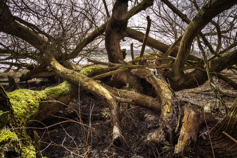wood, high water, 5K, river, land, flood, wood - material, scenics, elbwiesen, woodland, branch, forest, force of nature, moss, landscape, outdoors, tree trunk