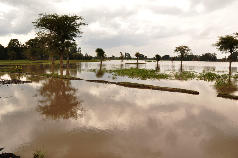 catastrophe, climate, tranquil scene, tree, flooded house, high, environmental, growth, weather, storm, insurance, nature, environment, day, lake, disaster