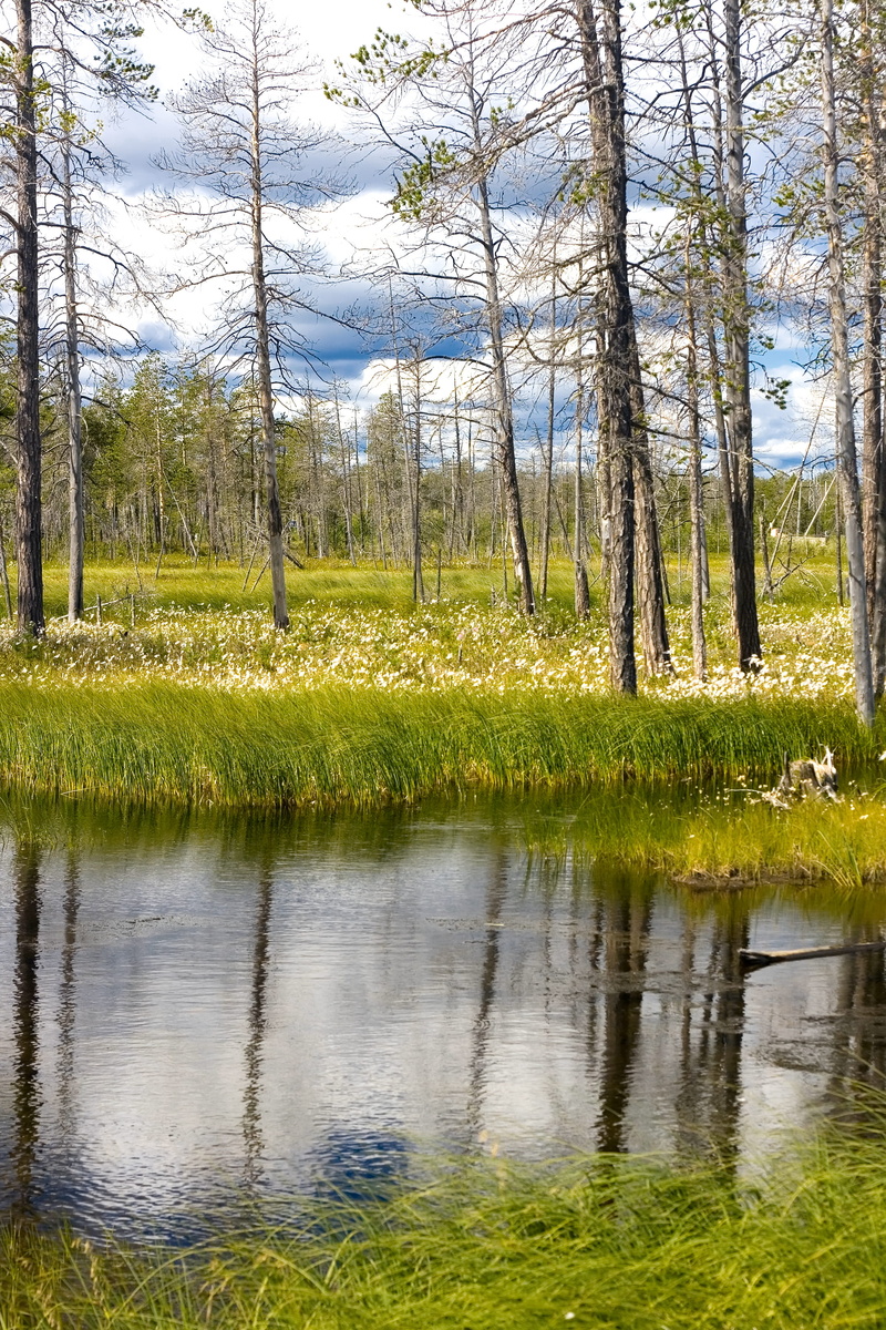 flora, scenics - nature, spring, tranquil scene, reflection, scene, non-urban scene, green, climate, wet, tree, cloudy, lake, lush, green color, clear