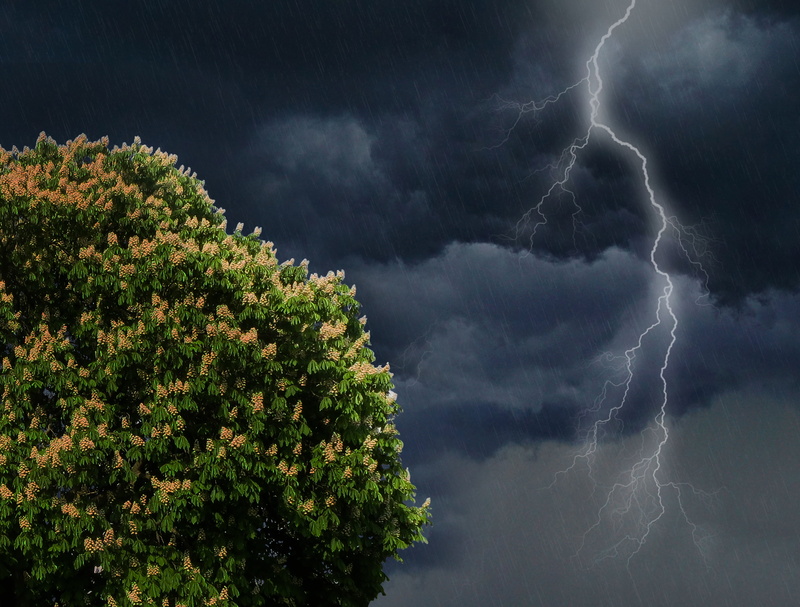 tree, ominous, plant, thunder, weather, nature, lightning weft, electricity, bloom, power in nature, cloud - Sky, beauty in nature, power, rain, chestnut tree