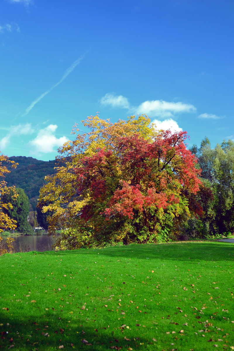 Field, sky, landscape, Tree, sunshine, autumn, scenics, sunny, outdoor, day, change, tranquility, park - Man Made Space, cloud - sky, light, forest, Nature