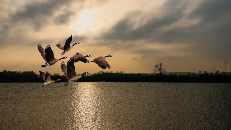 cloud - sky, brown, beauty in nature, silhouette, people, full length, leisure activity, 4K, river, togetherness, adult, water bird, lake, geese, motion