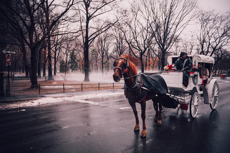 midtown, horse, central, landscape, new york, wood, landmark, carriage, 5K, yellow, ecology, botany, white, animal wildlife, sunlight, herbivorous, one animal