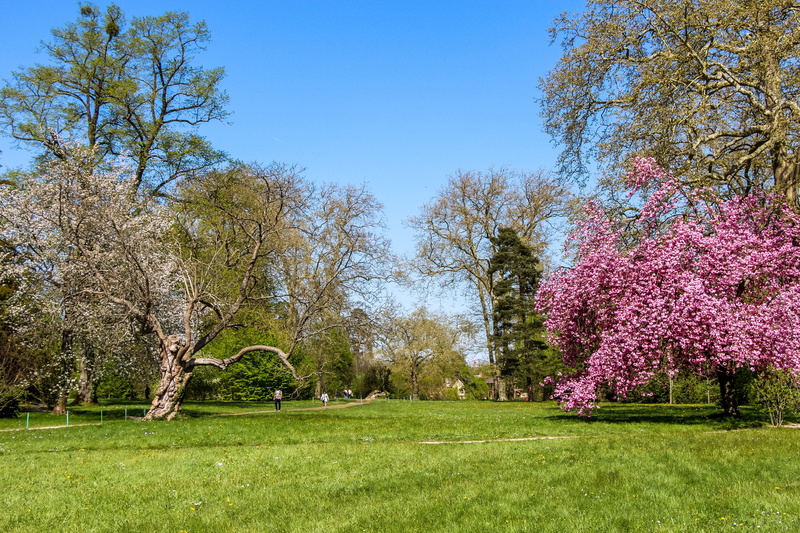 versailles, tree, castle, garden, branch, light, environment, blue, park, landscape, springtime, outdoors, green, scenics - nature, flora, 5K, weather