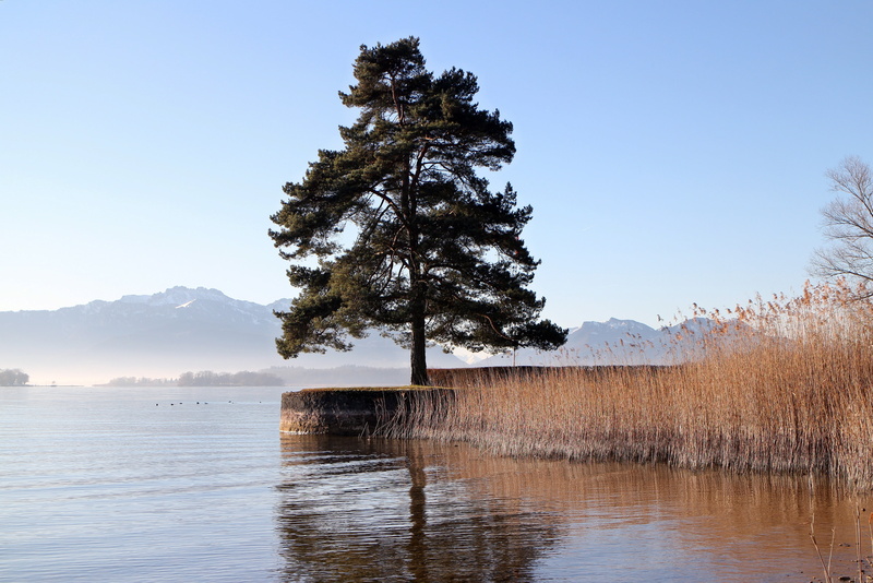 seawall, scenics, blue, lake, day, water, tree, scenics - nature, idyllic, non-urban scene, plant, reed, tranquil scene, nature, landscape, forest, mood
