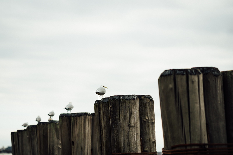 outdoors, new york, post, perching, nature, line up, 5K, animals in the wild, posts, vertebrate, focus on foreground, sky, depth, bird, animal wildlife