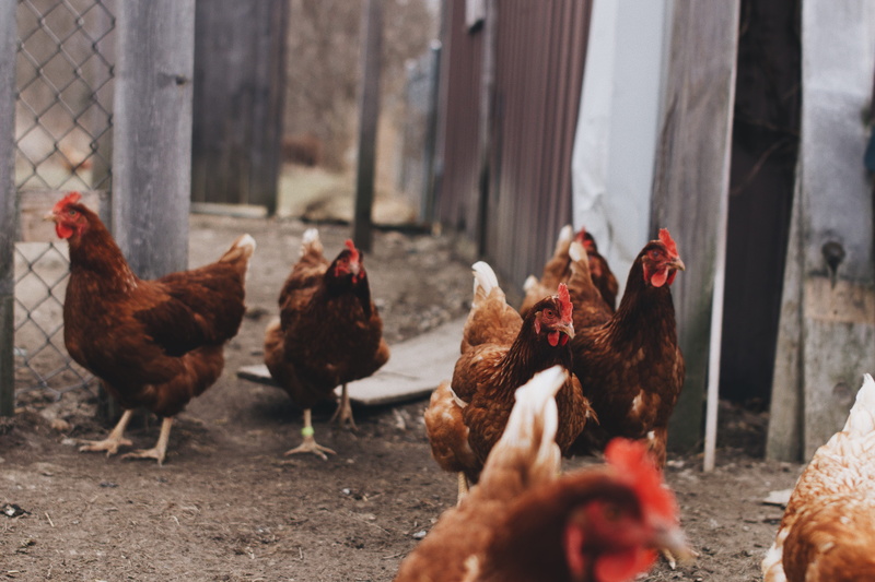 no people, outdoors, cyclone, male animal, flock, farm, fence, beside, animal, hens, group of animals, vertebrate, pets, hen, livestock, day, agriculture
