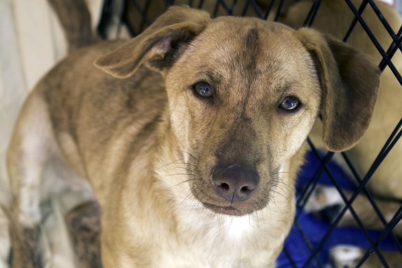 furry, near, no people, mixed, animal body part, mammal, fence, looking at camera, coat, day, brown, pets, pet, 4K, vertebrate, companion, portrait, standing