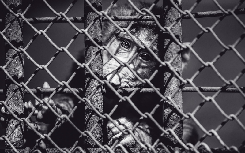 close-up, one animal, boundary, animals in captivity, link, grayscale, near, metal, black And White, looking, safety, chimpanzee, primate, monkey, mammal