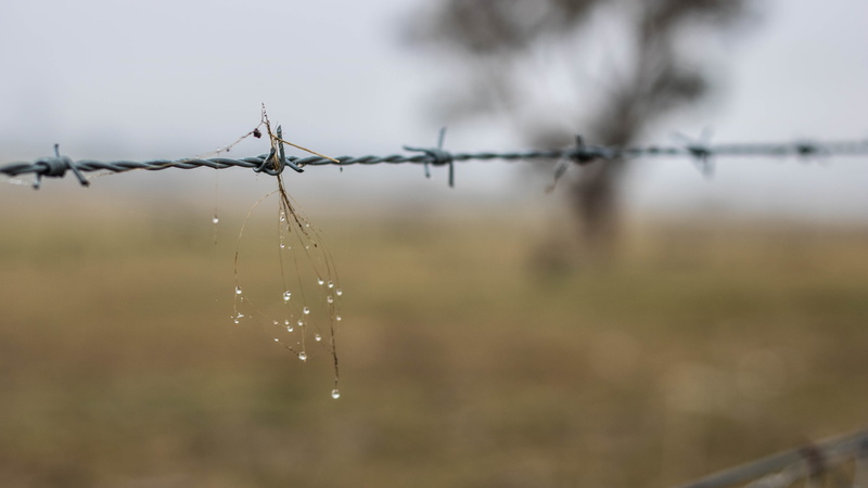 protection, danger, barbed wire, icon, exclusion, 5K, wet, water, scary, dom, barbed, rain drop, rain, iron, captures, metal, sharp, wire, fence, barbwire