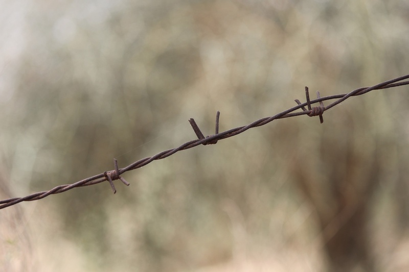 barb wire, secure, forbidden, focus on foreground, border, danger, enclosure, sign, protect, nature, metal, steel, selective focus, trespass, outdoors