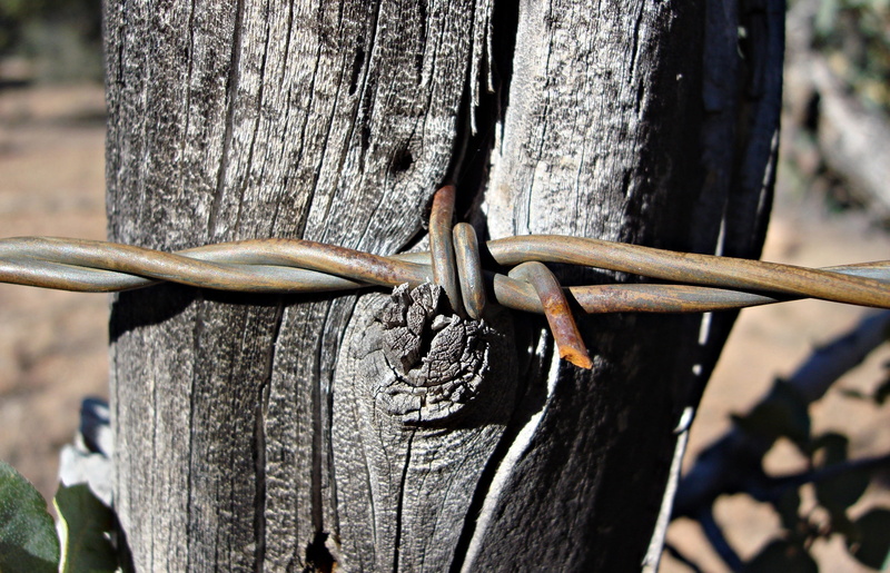steel, protective, security, barbwire, west, safety, outdoors, horses, wood - material, danger, plant, wire, barb, nature, wild west, focus on foreground