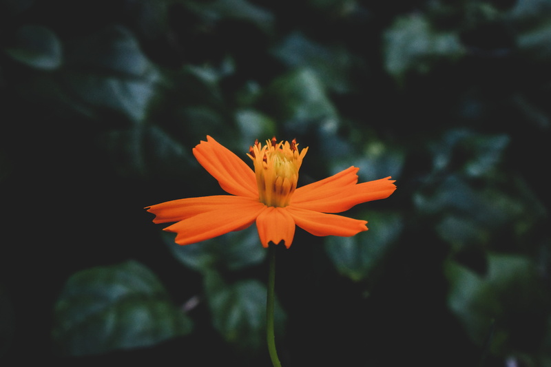 depth of field, plant stem, fragility, botany, flower head, growth, delicate, orange color, nature, blurred background, bloom, flowering plant, orange