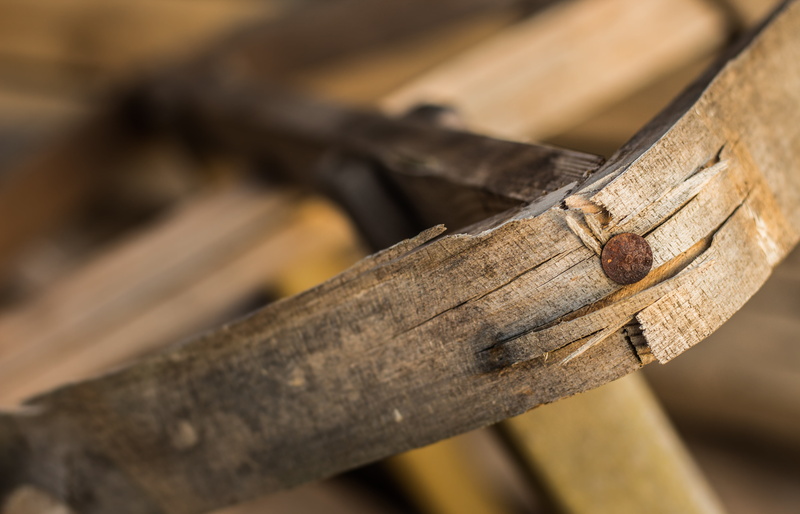invertebrate, tree, tool, animal, nail, wooden, macro, wood, detail, 5K, city, craft, nature, structure, material, wood - material, textured, one animal