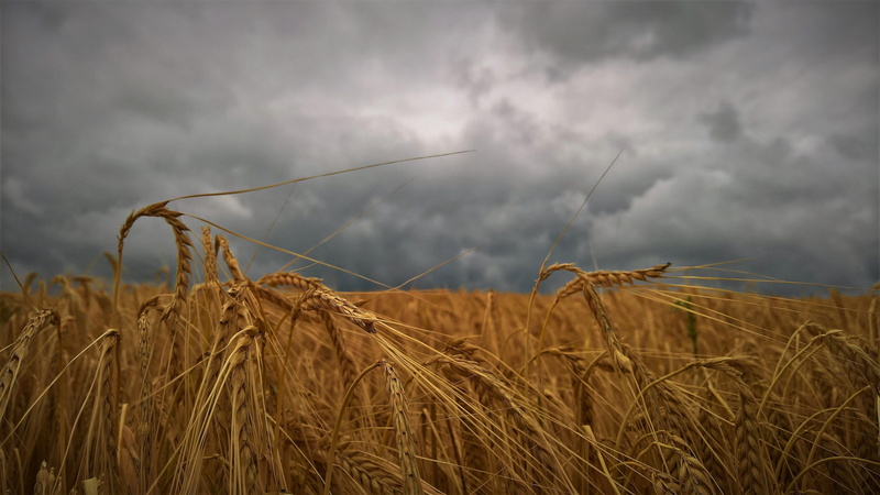 overcast, agriculture, cereal, sky, rural scene, nature, grain, growth, plant, clouds, beauty in nature, crop, no people, cloud - sky, land, farm, rural area