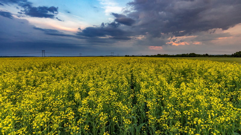 rape field, cloudy, field, pronsky, environment, crop, flower, canola field, cloud - sky, russia, yellow flowers, land, outdoors, canola, growth, cloud