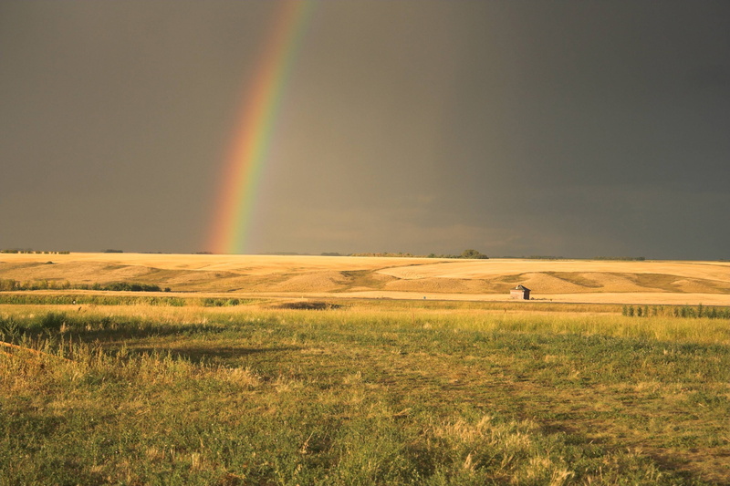 Prairie, rural scene, grass, plant, landscape, land, scene, moody, horizon over land, environment, tranquil scene, idyllic, double rainbow, cloud, animal wildlife