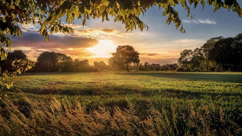 lens flare, environment, prairie, sunset, land, tranquil scene, meadow, grassland, sun, green color, idyllic, rural area, outdoors, field, beauty in nature