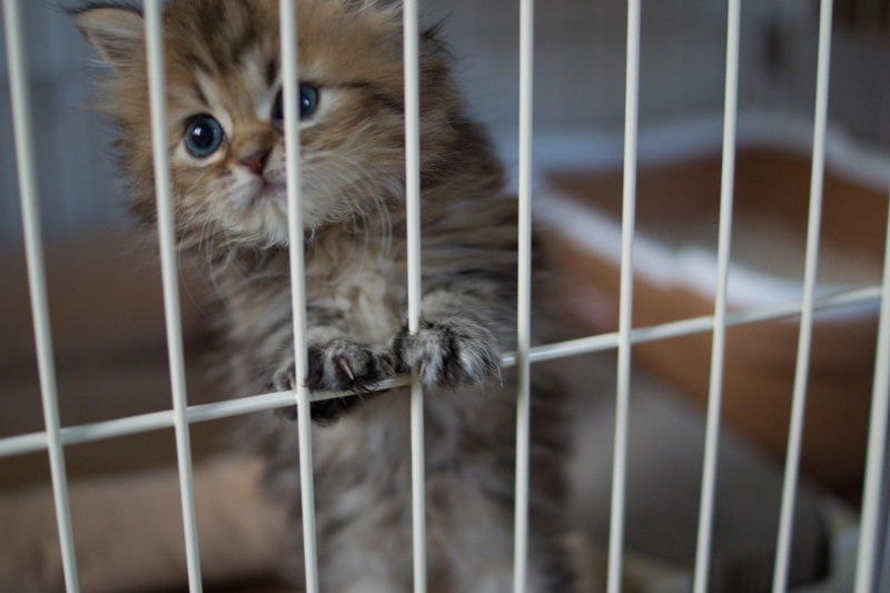 kitty, animals, cute, imprisoned, 1080P, sweet, adorable, beautiful, cats, kitten
