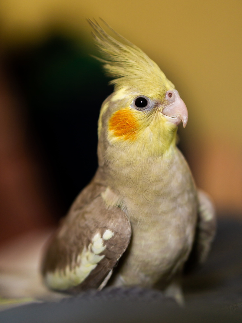 one animal, animal, portrait, manabi, no people, animal body part, young animal, focus on foreground, cockatoo, nymph, 5K, cacatua, parrot, indoors, native