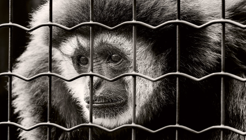 fence, animal themes, steel, grayscale, prison, sw, chimpanzee, no people, close-up, sad, alloy, boundary, photo, prisoner, people, 5K, imprisoned, animals in captivity