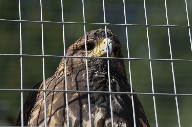 close-up, zoo, beak, feather, wire mesh, mautern, one animal, fence, animals in the wild, styria, animals in captivity, mouth open, cage, boundary, grid