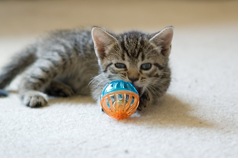 floor, fur, Cats, pets, Mark Peters, BARCS, tabby, f/4, Sigma 70, animal shelter, cat, 1080P, domestic Cat, animal, Foster, domestic Animals, rattle, Baltimore