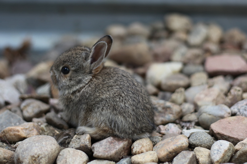 four, mammal, Rescue, stone, bunny, outdoors, nature, 2K, fragments, gray, rodent, four legged, cute, legged, wildlife, animal