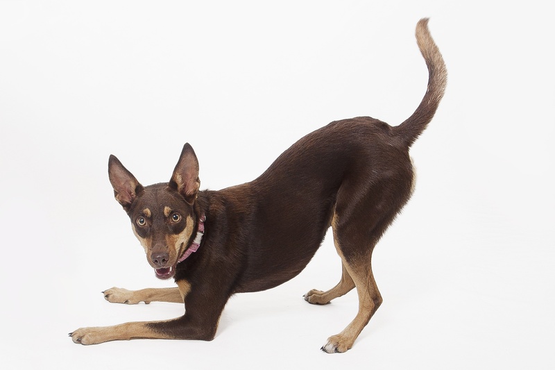 love, vertebrate, studio shot, australian kelpie, pets, tan, portrait, red, german shepherd, rescue, kindness, side view, one animal, dog, full length