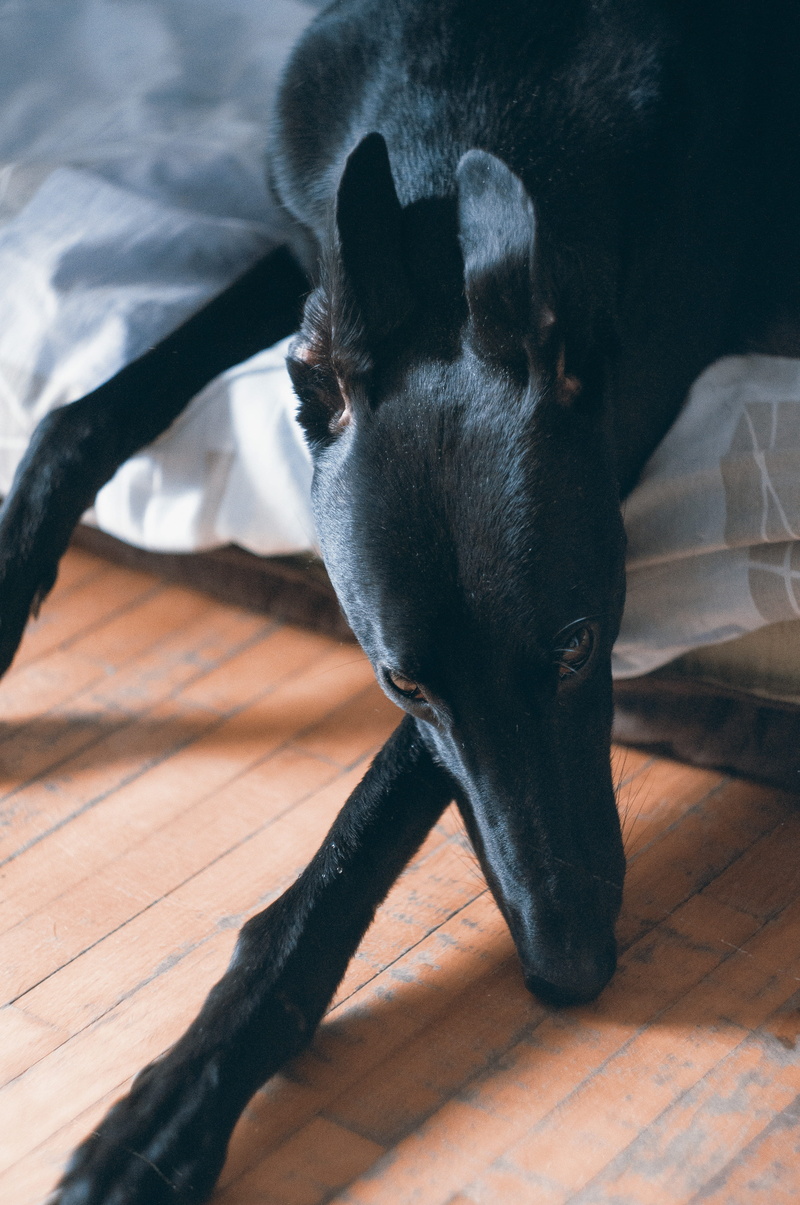 home interior, animal themes, flooring, pretty dog, animal head, 4K, lying down, rescued dog, long dog, indoors, black greyhound, canine, snout, no people