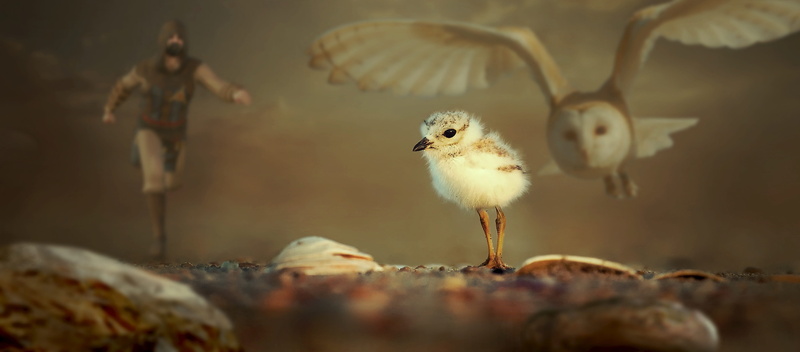 vertebrate, mood, hunt, mystical, young animal, animals in the wild, threatening, no people, domestic animals, bird, barbarian, young bird, composing, animal wildlife