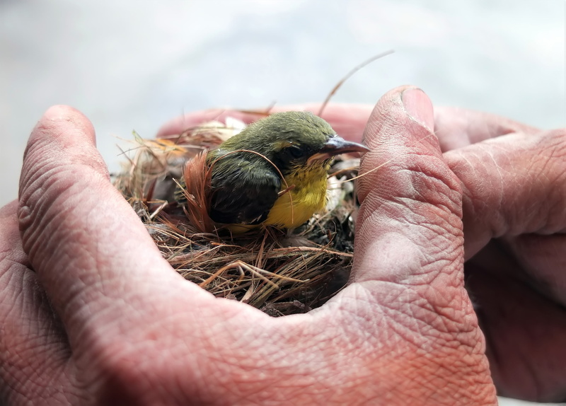 nest, human body part, one animal, one person, young animal, animal nest, flycatcher, young bird, holding, small, beginnings, day, hand, baby, 4K, new life