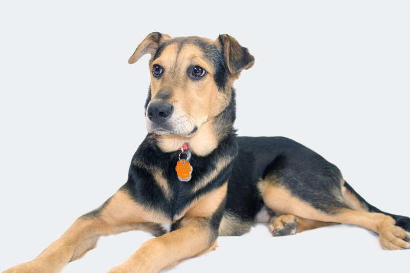 indoors, canine, short, mammal, puppy, animal, white, sitting, mix, young animal, dog, rescue dog, studio shot, german shepherd, relaxation, animal themes