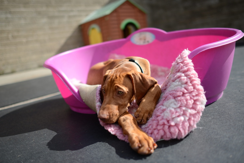 cute, 5K, purple, dog day care, rust, portrait, no people, rescue, hound, vertebrate, pets, young, brown, doggy, pink color, sunlight, tired vizsla puppy
