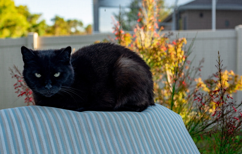 rescue, cute, domestic animals, fur, black cat, cat, portrait, domestic, outdoors, 5K, relaxation, no people, pet, green eyes, superstition, front or back yard
