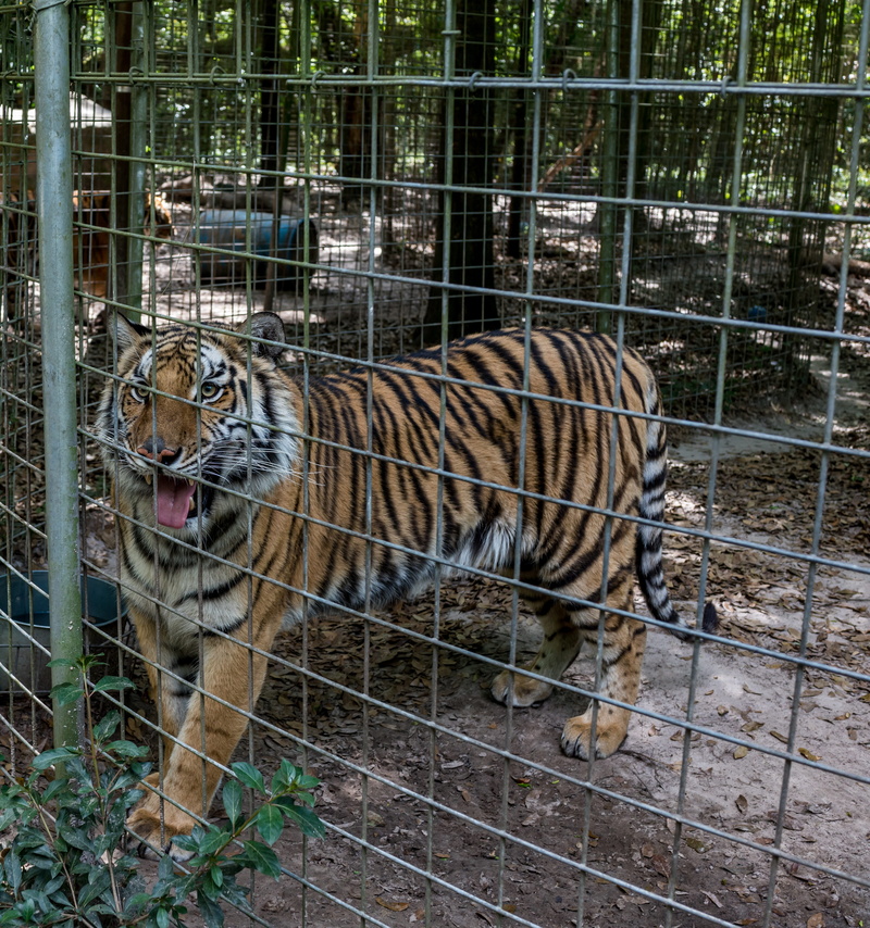 big cat, vertebrate, fence, animal wildlife, undomesticated cat, day, no people, white tiger, animal, cat, 4K, predator, cage, animal themes, rescue, one animal