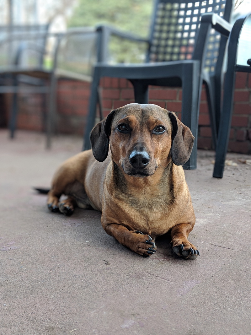 canine, sitting, animal, footpath, domestic, looking at camera, relaxation, vertebrate, domestic animals, 4K, doggy, friend, dachshund, one animal, animal themes
