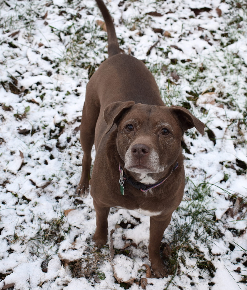 vertebrate, canine, winter, oak ridge, pitbull, no people, mammal, cold temperature, 2K, weimaraner, snow, day, one animal, brown, looking at camera, animal
