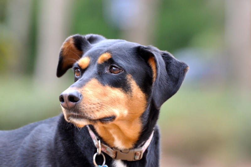 domestic animals, cute, one animal, purebred Dog, domestic, animal head, rescue, vertebrate, tan, focus, close-up, collar, puppy, pet collar, selective