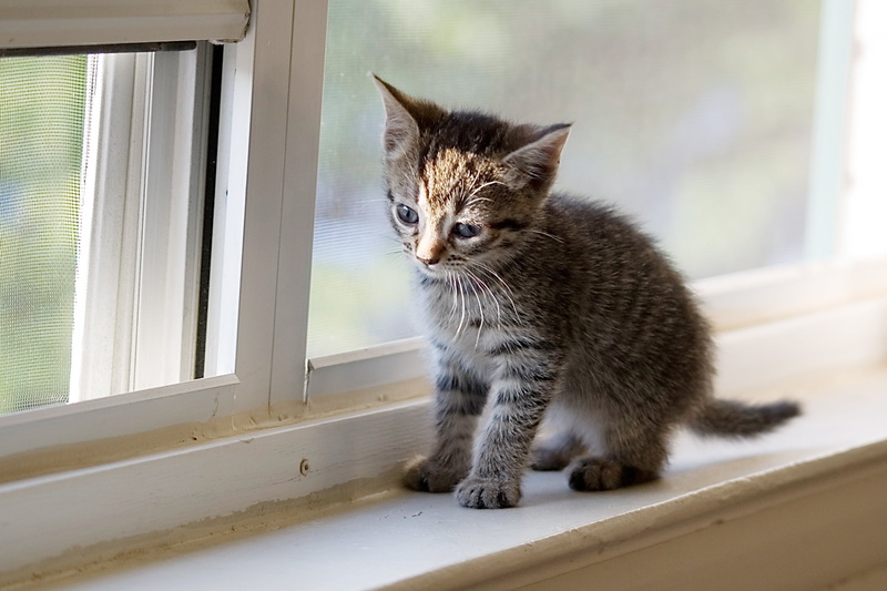 animal shelter, Foster, looking, tabby, feline, glass, lens, Mark Peters, Care, near, mammal, window, kitten  rescue, domestic Animals, Cats, Animal Rescue