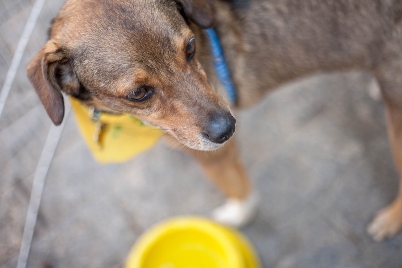 close-up, community, canine, animal body part, happy, responsibility, adopt, one animal, Dog, vertebrate, 4K, Volunteer, day, cute, animal head, domestic