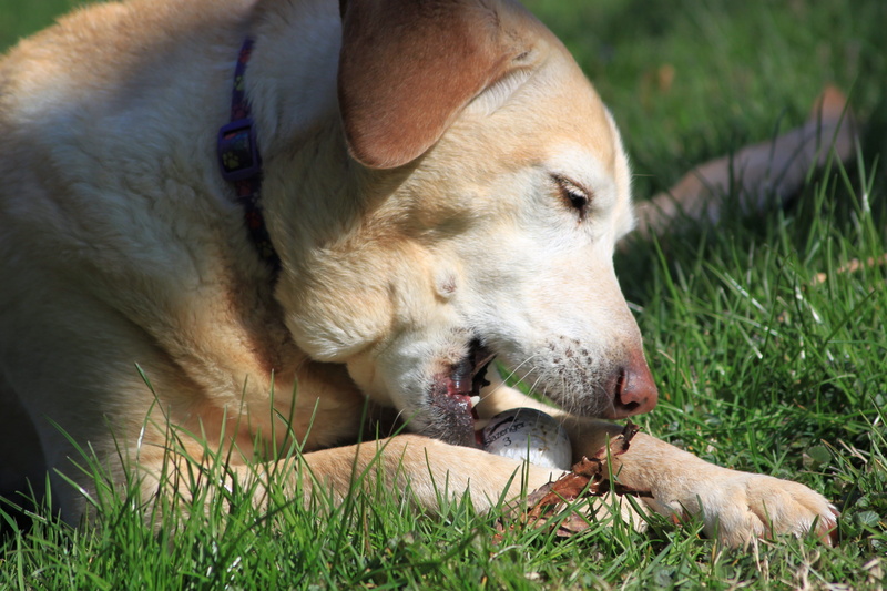 ball, fur, golf, nails, animal head, joy, nature, domestic animals, outdoors, Labrador, animal body part, domestic, labrador, terrier, Yellow, close-up