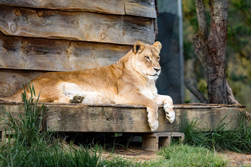 relaxation, pittsboro nc, no people, mammal, wildlife, big cat, animal themes, lioness, grass, day, lion - feline, animals in the wild, wood - material