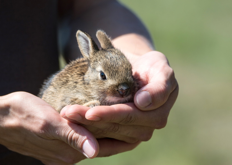 human body part, human hand, rabbit, holding, close-up, lovely, lost, rescue, brown, domestic, rabbit - animal, herbivorous, pet, hands, one animal, care