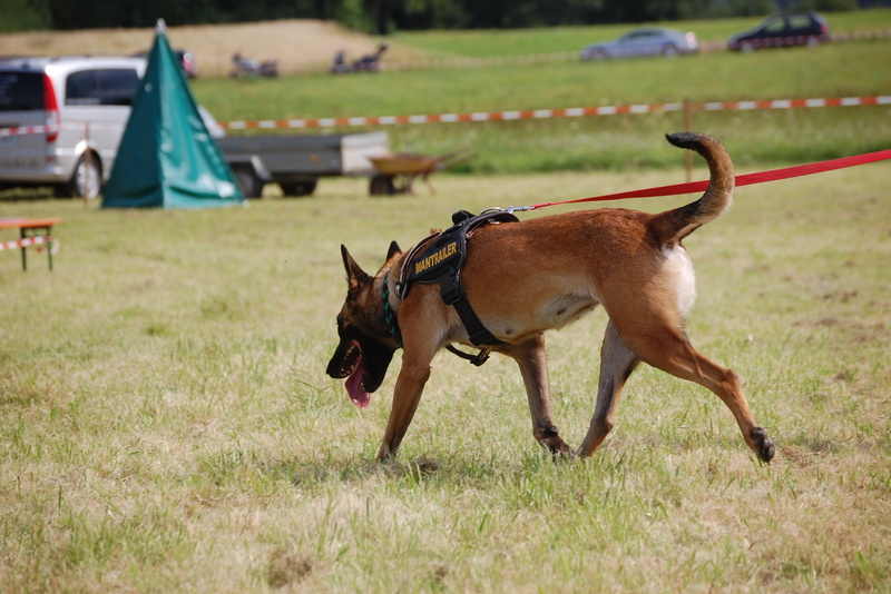 day, vertebrate, grass, no people, pets, mammal, herbivorous, one animal, search dog, animal, rescue dog, pet, 2K, nature, motion, domestic, brown, animal themes