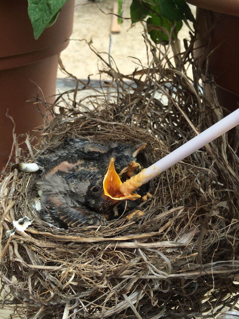beak, young bird, outdoors, vertebrate, natural, group of animals, animal themes, animals in the wild, rescue, nest, two animals, close-up, birds, hungry