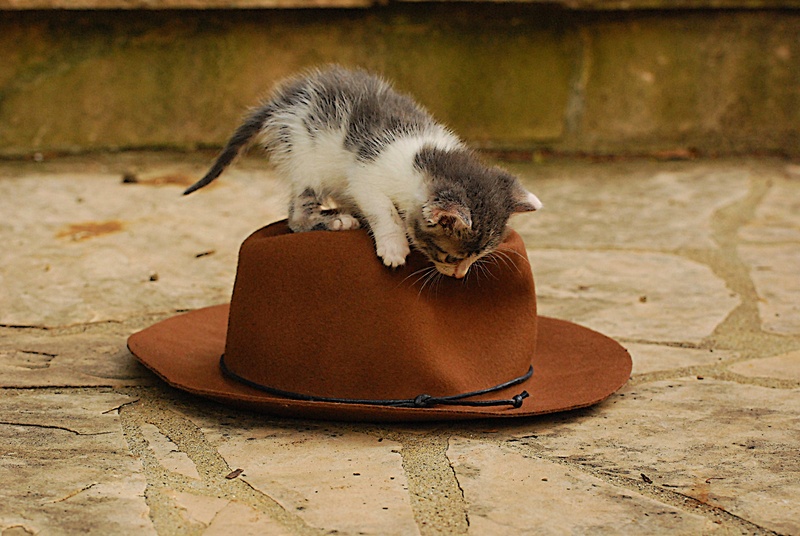 domestic Cat, stray, rescue, vertebrate, one animal, animal themes, brown, indoors, pet, focus on foreground, small, no people, hat, animal wildlife, adorable
