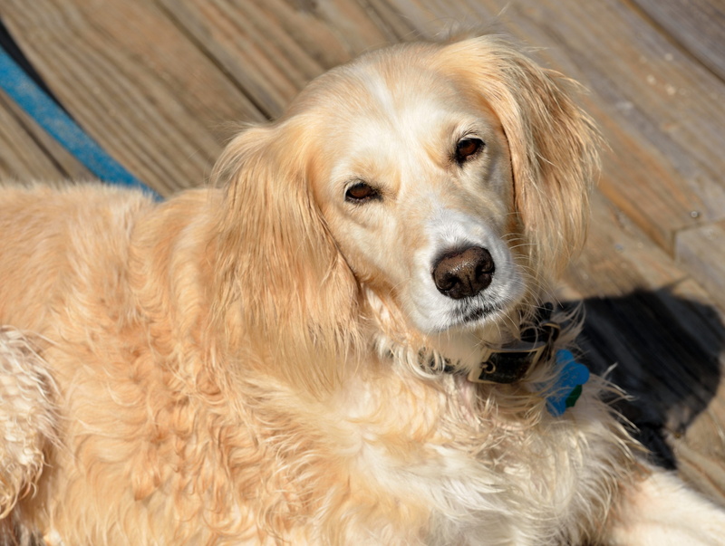 4K, animal hair, canine, love, shelter, close-up, animal body part, rescued dog, looking, wooden, looking at camera, no people, daytime, puppy, adopt