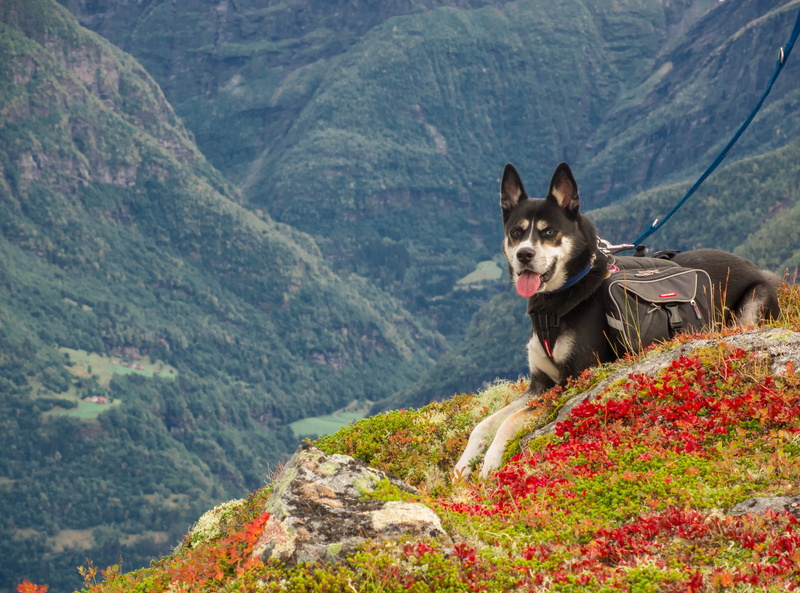 landaschaft, outdoors, animal themes, foresight, one animal, summer, wanderer, mammal, mountain range, vision, 2K, autumn, cold, break, canine, dog, norway